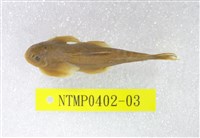 藏品(臺灣間爬岩鰍)的圖片